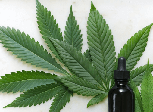 Cannabis growers Case Study